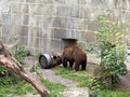 Bear in a old park