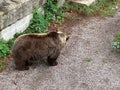 Bear in a old park