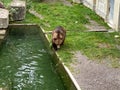 Bear in a old park