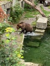 Bear in a old park