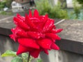 Red Rose in a garden Royalty Free Stock Photo