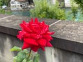 Red Rose in a garden