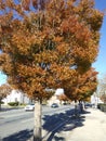 City sidewalk yellow tree at Autumn
