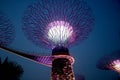 A night view of colorful super tree at garden by the bay