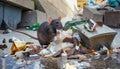 City Spirits: Rats and their Urban Existence