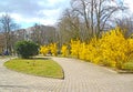 City square with flowering bushes of Forsythia european. Kaliningrad