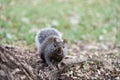 City squirrel looking Royalty Free Stock Photo