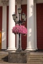 City street lamp with beautiful pink flowers against the backdrop of a building with columns. Odessa. Ukraine Royalty Free Stock Photo