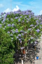 City street and Purple jacaranda tree blooming in Sping sunny day