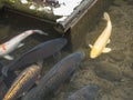 In the city of tsuwano, a large number of koi fish live on public drainage channels, making it a prominent feature of the city.