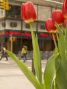 City Tulips Royalty Free Stock Photo