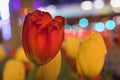 City Tulips Royalty Free Stock Photo