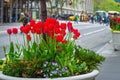 City Tulips Royalty Free Stock Photo