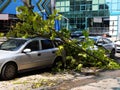 City urban view auto accident broken tree strong wind closeup background Royalty Free Stock Photo