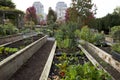 City vegetable garden
