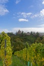 City view of the german city Saarburg with old castle ruin through wine yard Royalty Free Stock Photo