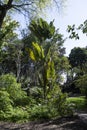 Beautiful gardens with conserved trees and palms in City of Wanneroo Western Australia Royalty Free Stock Photo