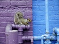 City wildlife: squirrel on plumbing pipes Royalty Free Stock Photo