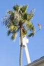 City worker trimming palms in a boom lift