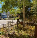 City worker wearing mask and installing Christmas lights