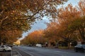 Cityscape, autumn street, road surrounded by bright yellow trees