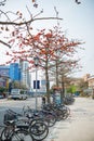 Cityscape near National Taiwan University with Bombax ceiba blossom and bicycle