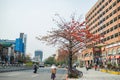 Cityscape near National Taiwan University with Bombax ceiba blossom and bicycle