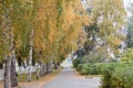 Cityscape. Trees grow in the city. City alleys with trees.