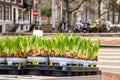 Cityscape - view of the boxes with bulbs of daffodils on the background of the city near the Bloemenmarkt flower market, Amsterdam