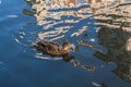 Wild duck floats on the river. Reflect home in water creating a fancy abstract background Royalty Free Stock Photo