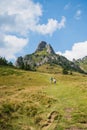 Ciucas Mountains, Romania, a sunny summer day, vertical landscape Royalty Free Stock Photo