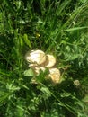Ciuperci in iarba Royalty Free Stock Photo