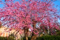 Ciutadella Park. Barcelona Royalty Free Stock Photo