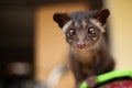 Civet Cat Close Up