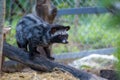 A civet cat in coffee garden Royalty Free Stock Photo