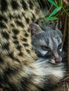 Civet cat lying down hidden in the bushes Royalty Free Stock Photo