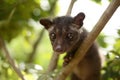 Civet Cat on Tree Royalty Free Stock Photo