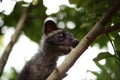 Civet Cat on Tree Royalty Free Stock Photo