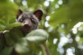 Civet Cat on Tree Royalty Free Stock Photo