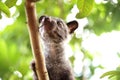 Civet Cat on Tree Royalty Free Stock Photo