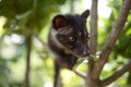 Civet Cat on Tree Royalty Free Stock Photo