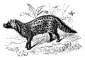 Civet Cat, vintage illustration