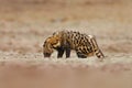 Civet, Civettictis Civetta, in the desert, MAna Pools NP, Zimbabwe, Africa. Beautiful animal, hunting in the night. African civet