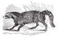 Civet or Viverridae vintage engraving Royalty Free Stock Photo