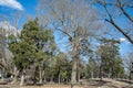 Civil War Cemetery. Royalty Free Stock Photo