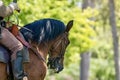 Civil war reenactment horse and rider Royalty Free Stock Photo