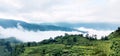 Ciwidey tea plantation,west java Royalty Free Stock Photo