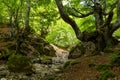 CiÃÂ±era beech forest, Leon, Spain