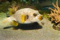 Ck Spotted or Dog Faced Puffer fish Royalty Free Stock Photo