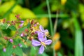 Ckicket in purple flowers in the garden Royalty Free Stock Photo